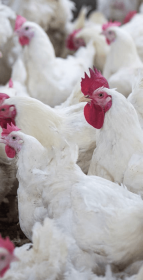 influenza aviária um risco que deve ser gerenciado