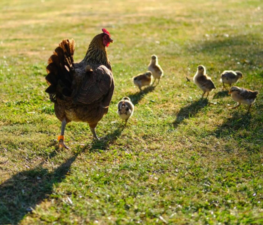 Interest in backyard poultry