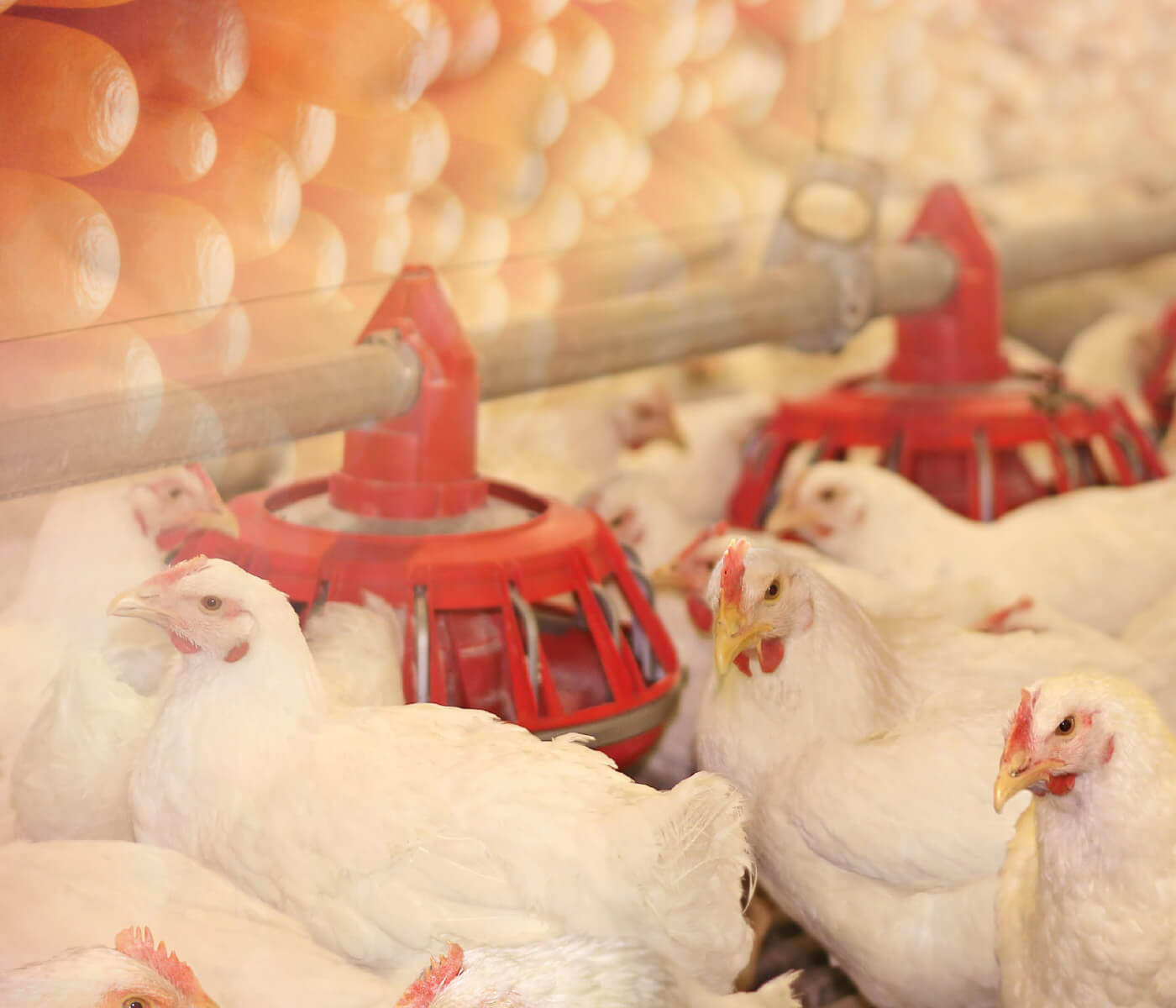 Saúde intestinal de frangos de corte – Novos tempos, novos desafios