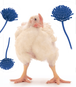 relevância das micotoxinas na produção de frangos