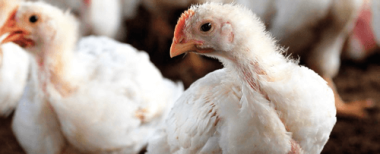 rentabilidade na avicultura