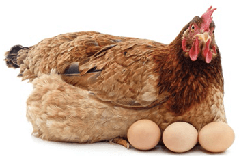 biosseguridade na indústria avícola