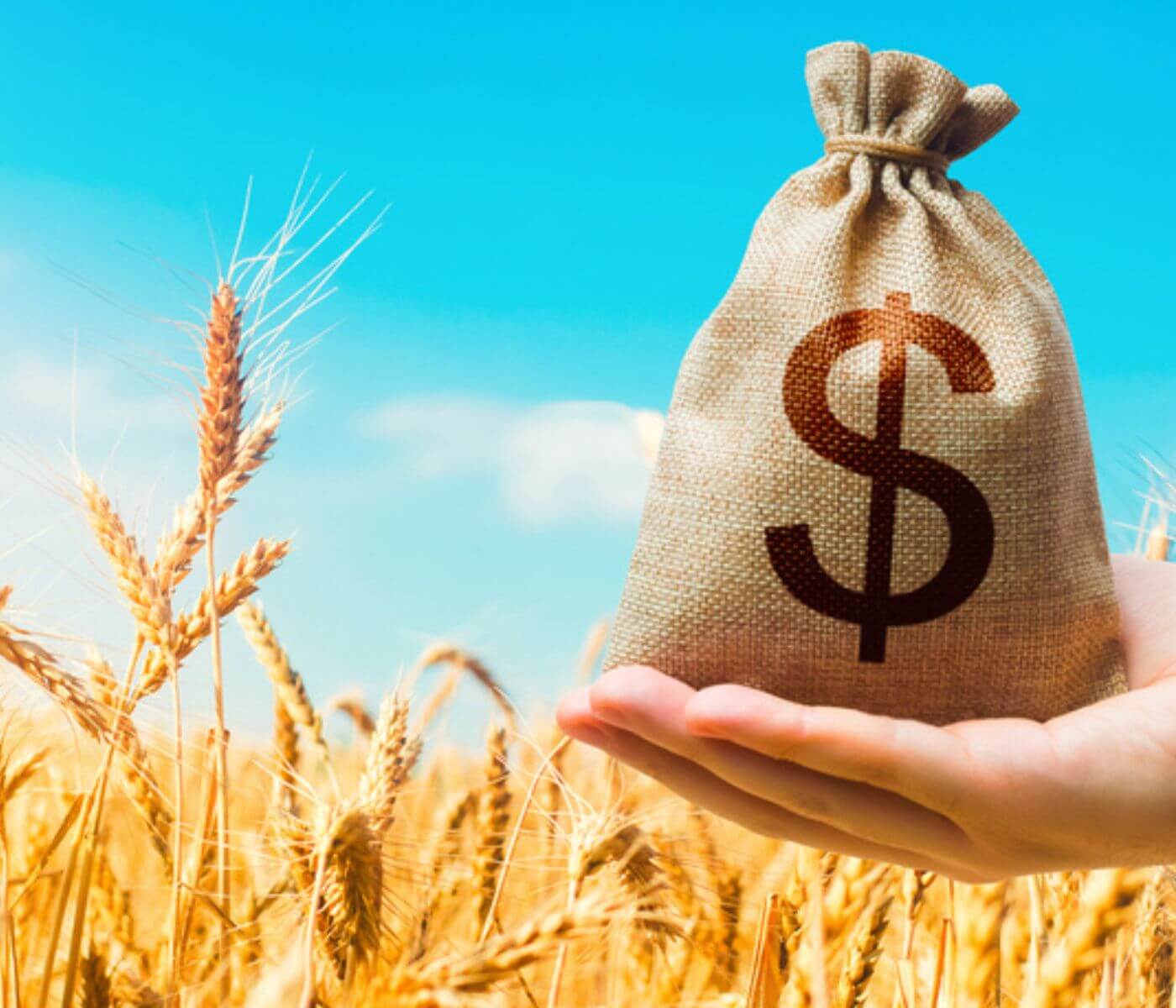 مع إندفاع الأسعار، تشاهد المشتريات الآجلة من القمح إنخفاضاً على مستوى العالم