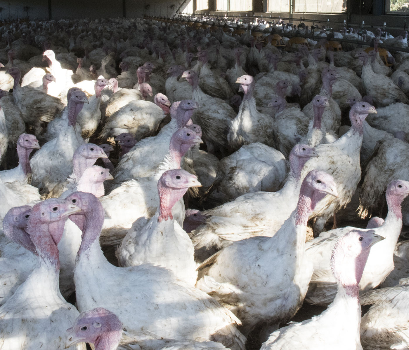 Detectado el primer foco de gripe aviar de 2023 en Lleida