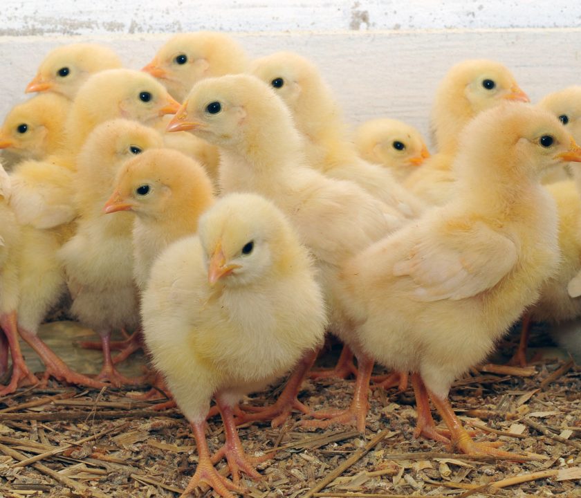 Enfermedades bacterianas entéricas en pollos de engorde