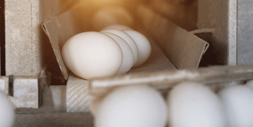 a produção de ovos da visão do pequeno produtor