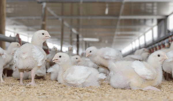 avicultura de precisão