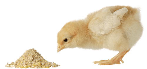 cálcio e fósforo em dieta de frangos