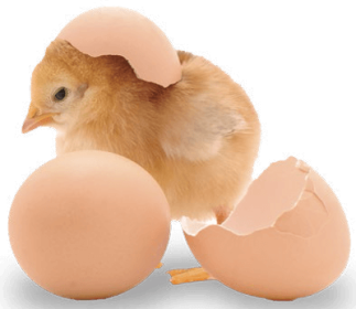 gravidade específica dos ovos