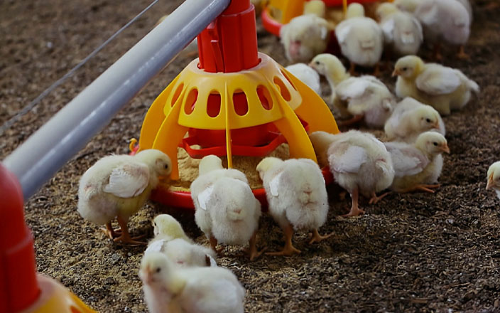 Las empresas avícolas superan un 2022 especialmente difícil por la coyuntura adversa
