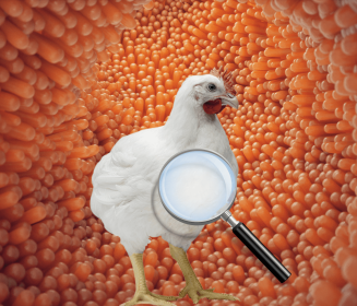 Conociendo la genómica de la microbiota intestinal en avicultura