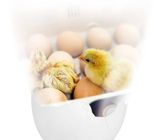 Iamgen Revista Anatomía del huevo:  Impacto del estrés en la formación de la cáscara y su repercusión en el nacimiento