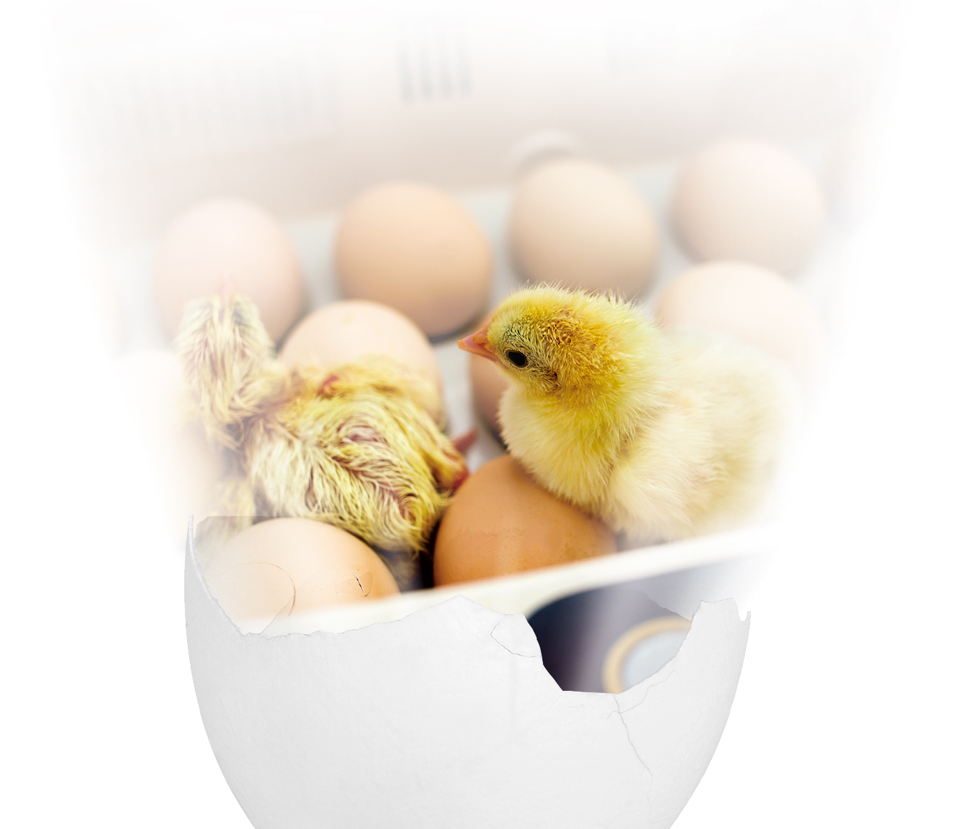 Anatomía del huevo:  Impacto del estrés en la formación de la cáscara y su repercusión en el nacimiento