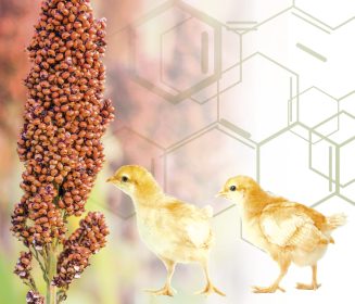 Iamgen Revista Taninos condensados y micotoxinas en sorgos genotípicamente pardos: Un nuevo reto a superar en la producción avícola