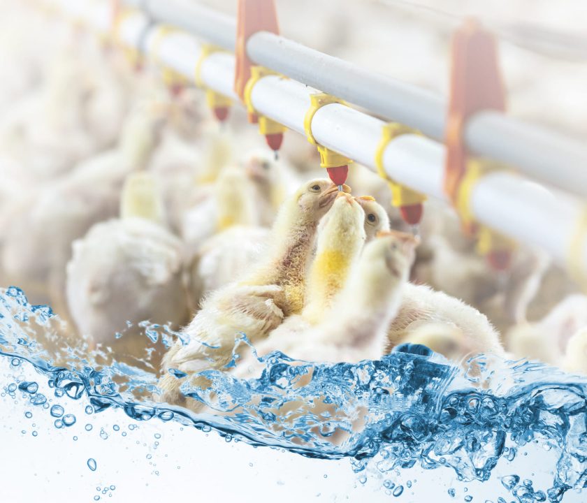 Manejo y mantenimiento de los equipos automáticos en galpones avícolas: Bebederos
