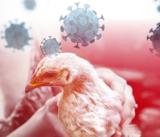 Iamgen Revista La Influenza Aviar Altamente Patógena actual:  ¿Vacunar o no vacunar?
