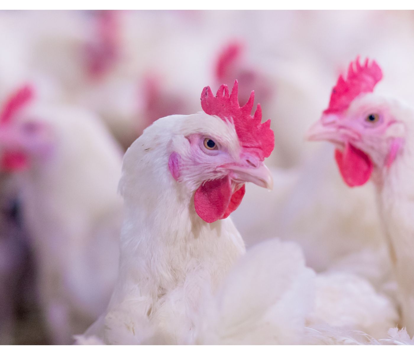 Chile registra Influenza Aviar en un plantel comercial: Se procede a suspender exportaciones avícolas
