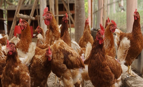 Costa Rica recupera estatus libre de Influenza Aviar: Restablece exportaciones avícolas a a Nicaragua y Honduras