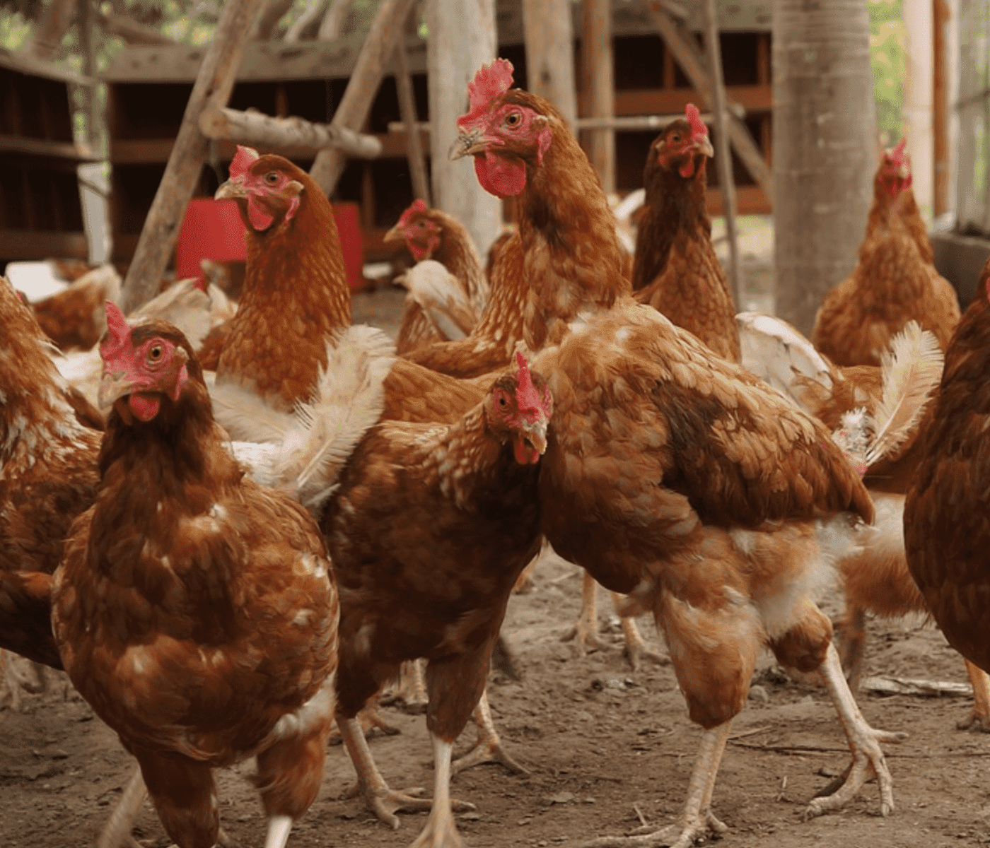 Costa Rica recupera estatus libre de Influenza Aviar: Restablece exportaciones avícolas a Nicaragua y Honduras