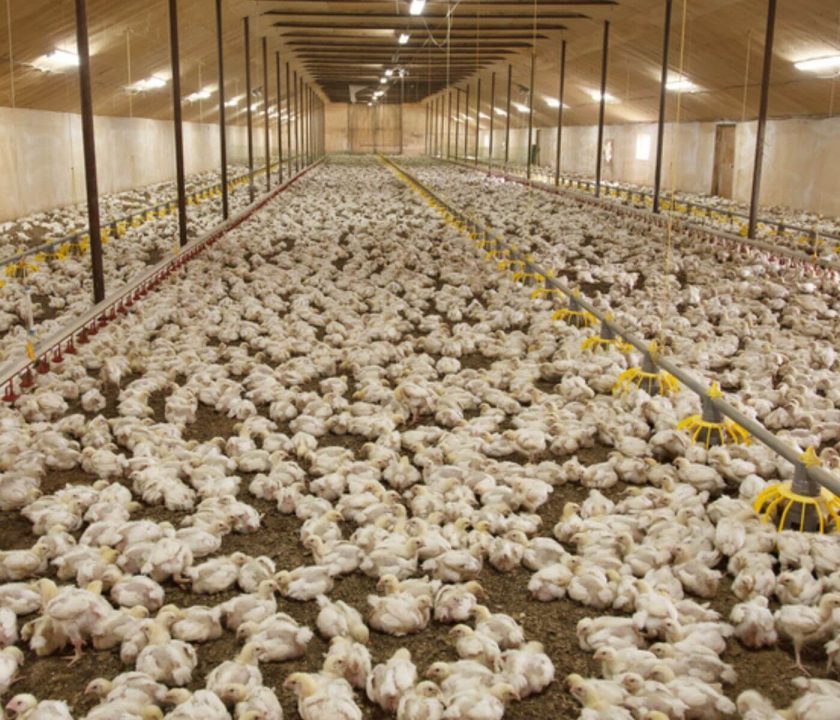 Chicken meat production Europe