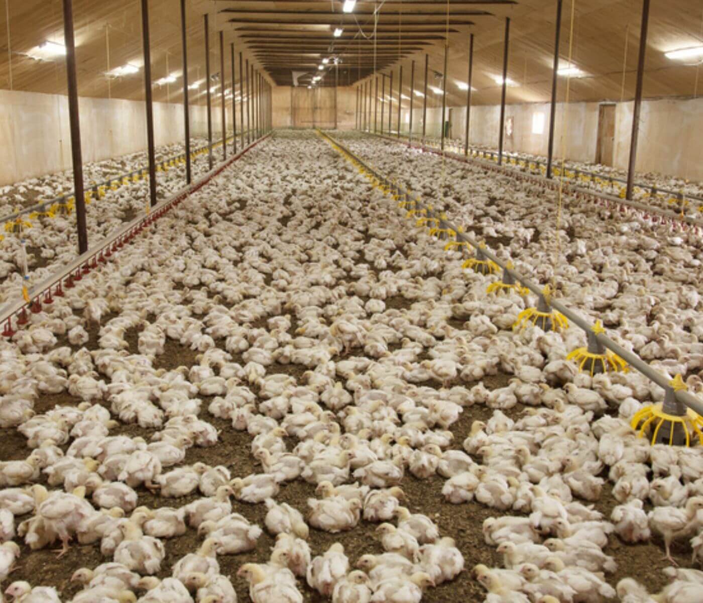 إنتاج الدجاج في الإتحاد الأوروبي سيبقى مستقرًا بالرغم من إنفلونزا الطيور شديدة الإمراض