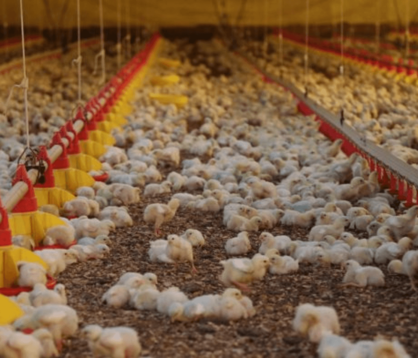 Santa Catarina registra alta nas exportações de frango