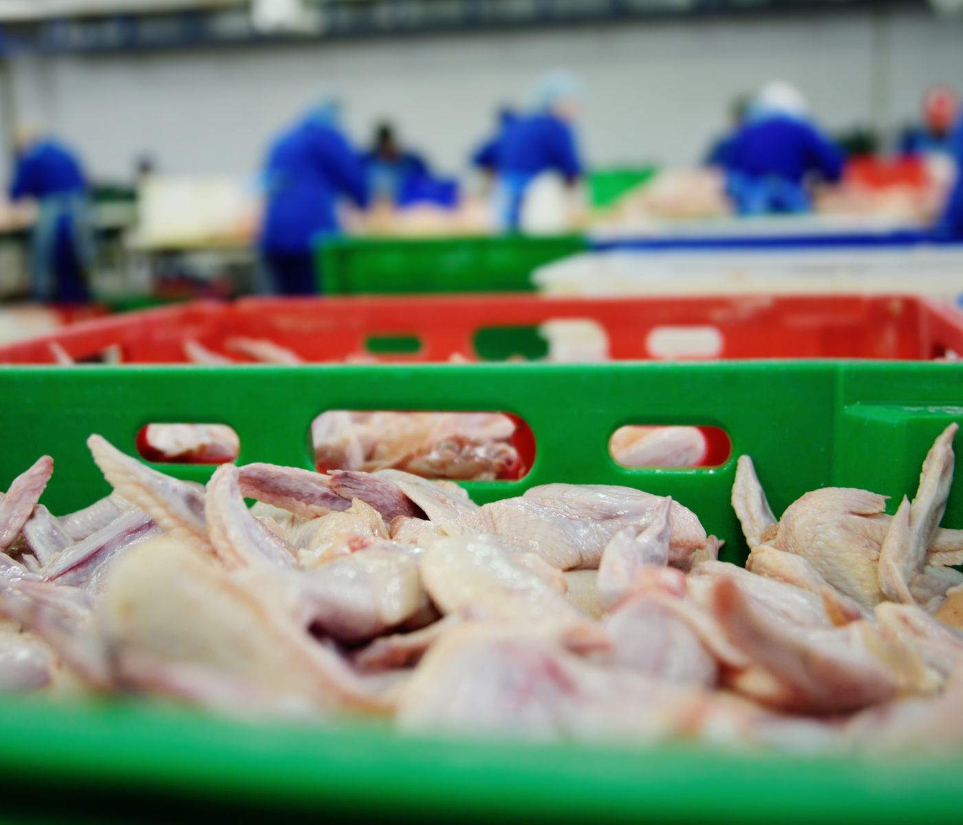 Productores hondureños: Presentan proyecto para realizar exportación de carne de pollo