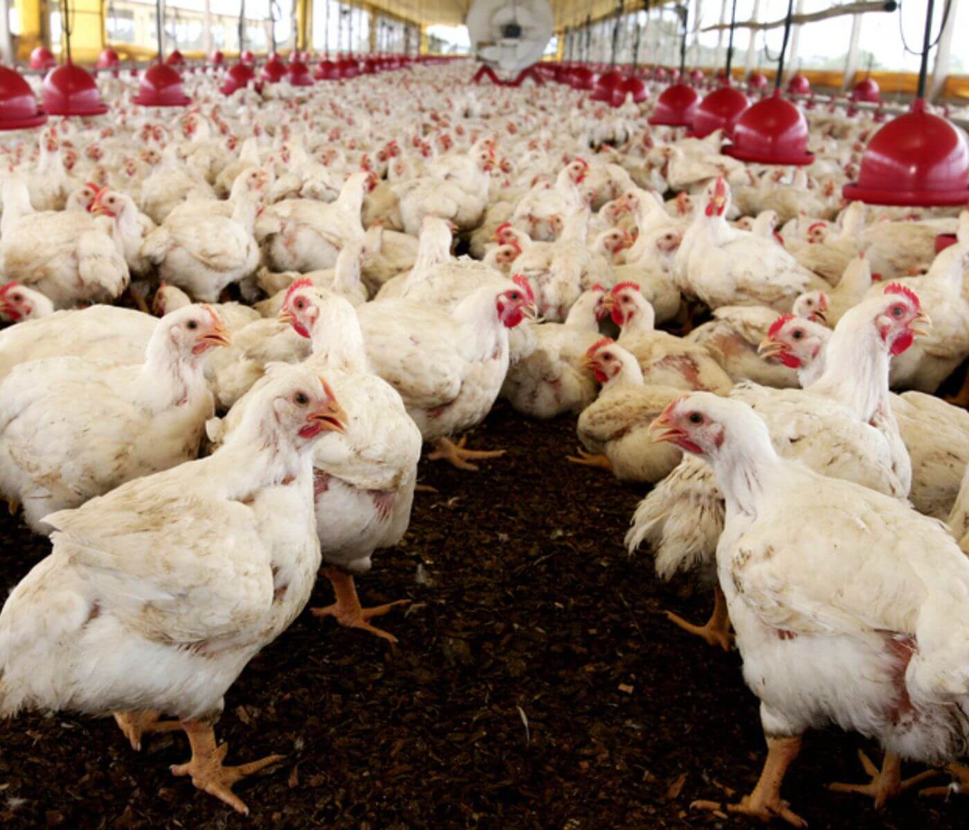 Namibia bans the import of poultry products from Chile and Argentina