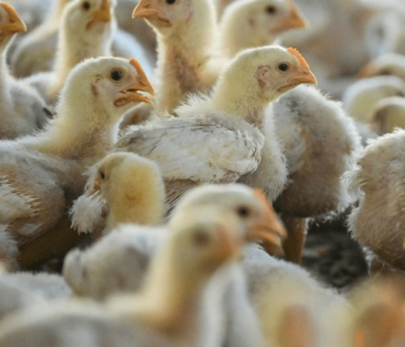 Surto de gripe aviária na Argentina mata mais de 200 mil aves