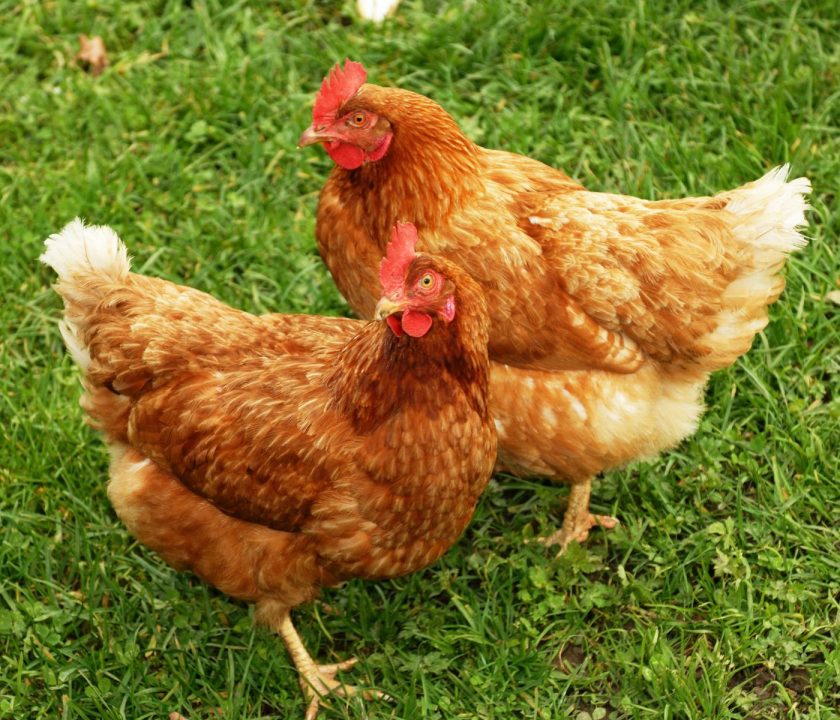 Influenza Aviar: Uruguay toma decisión de vacunar a gallinas ponedoras y reproductoras
