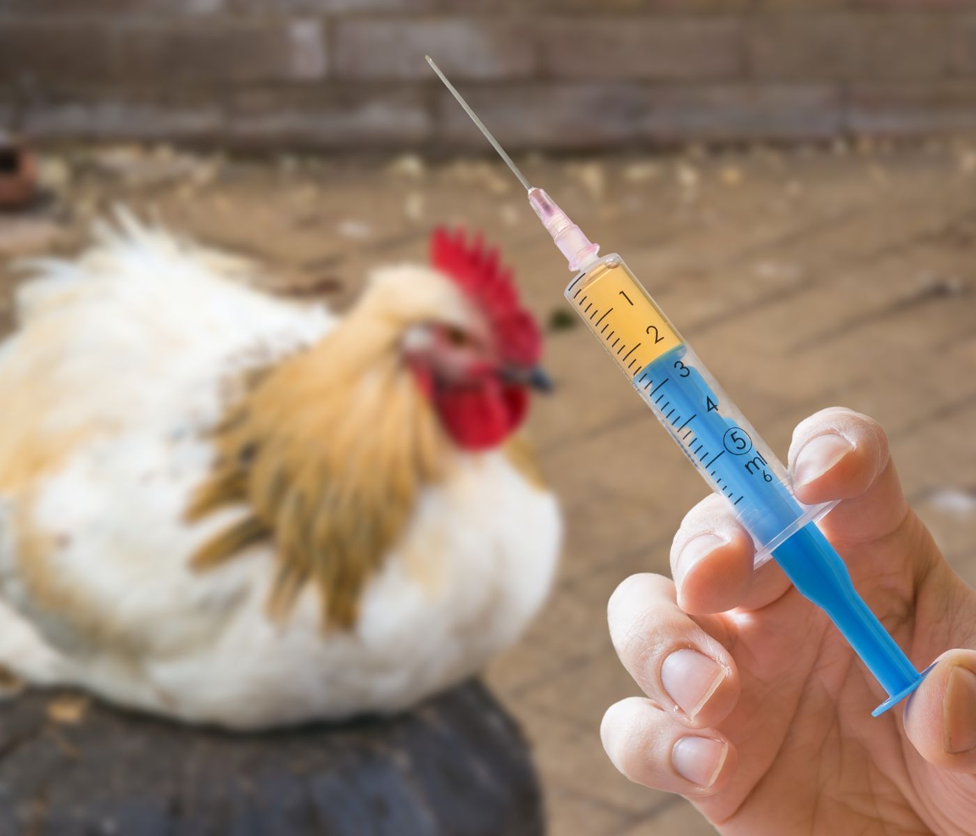 Ecuador vacuna a su población avícola contra la Influenza Aviar Altamente Patógena