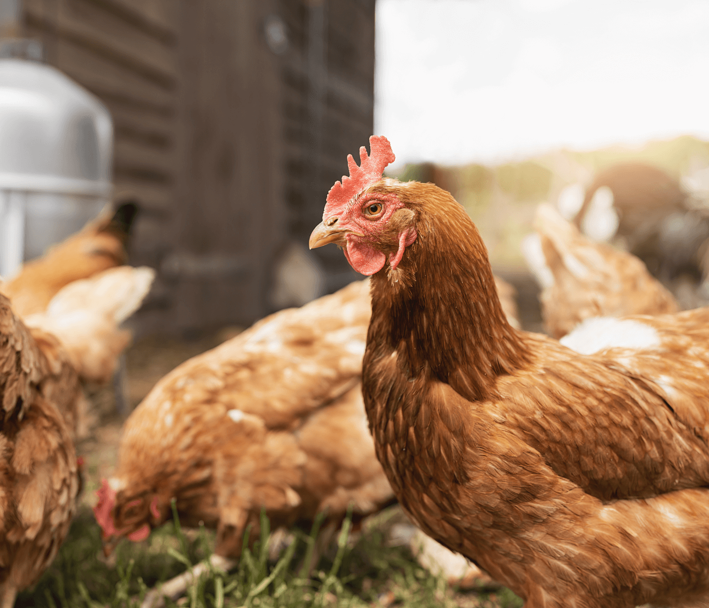 Innovadora estrategia para mejorar la bioseguridad en granjas avícolas