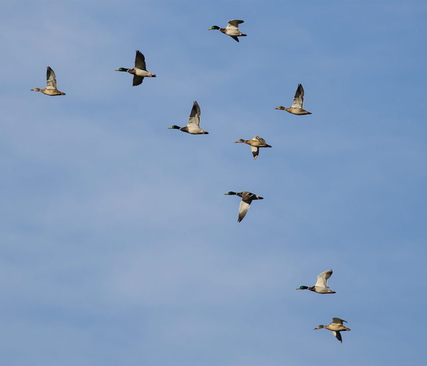 300 granjas de aves en Castellón han intensificado su vigilancia