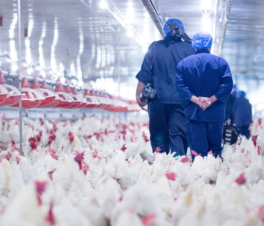Situación de la influenza aviar por la OMSA