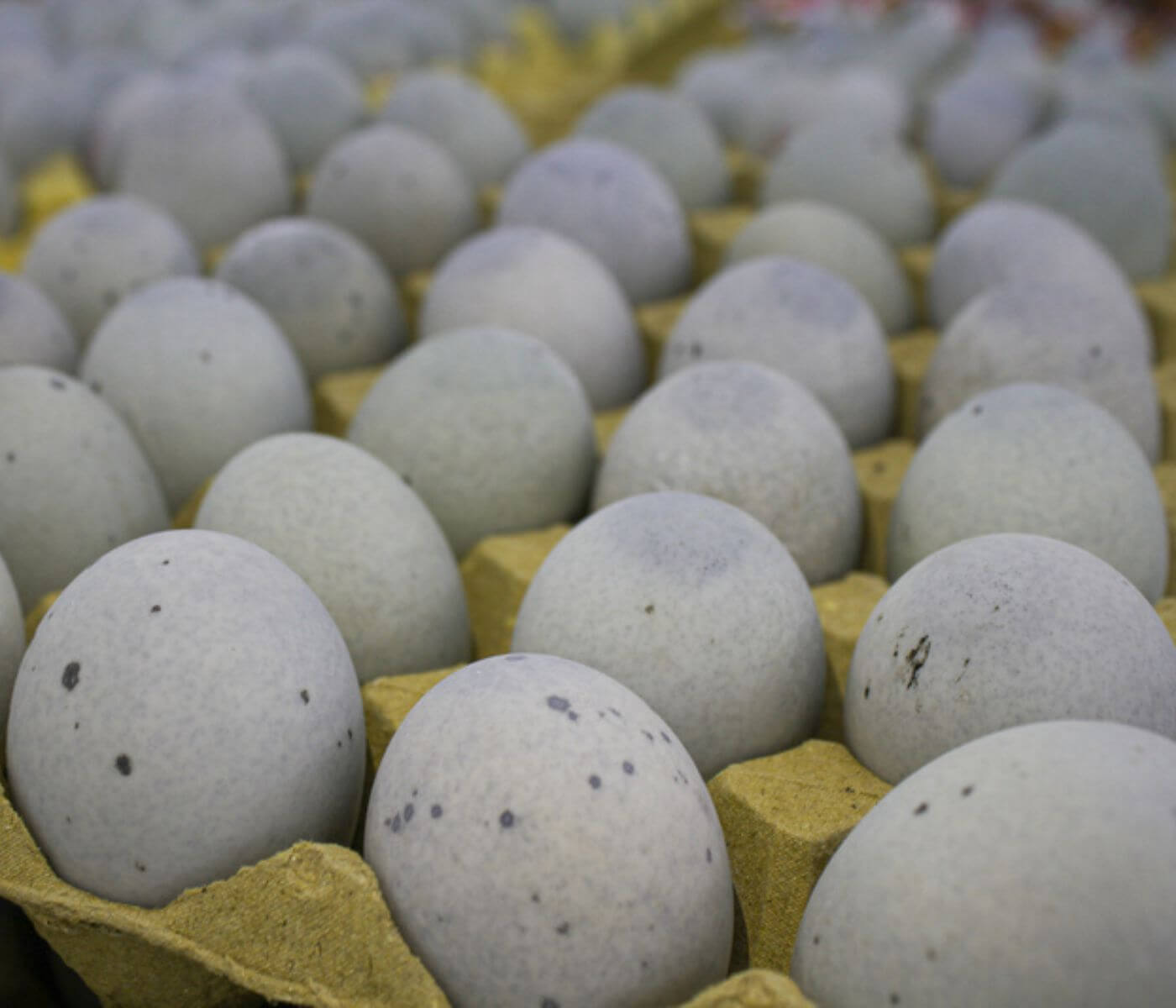 Duck Egg Prices Rise In Taiwan Due To Table Eggs Shortage   Duck Eggs 