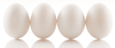 eggs photo BioZyme®