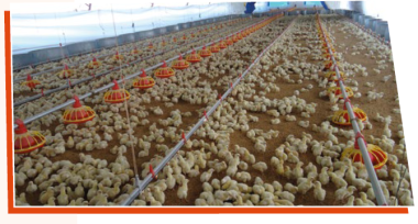 Joaquín Fernández Cuerdo: “La avicultura latinoamericana será el alimento del mundo en el futuro”