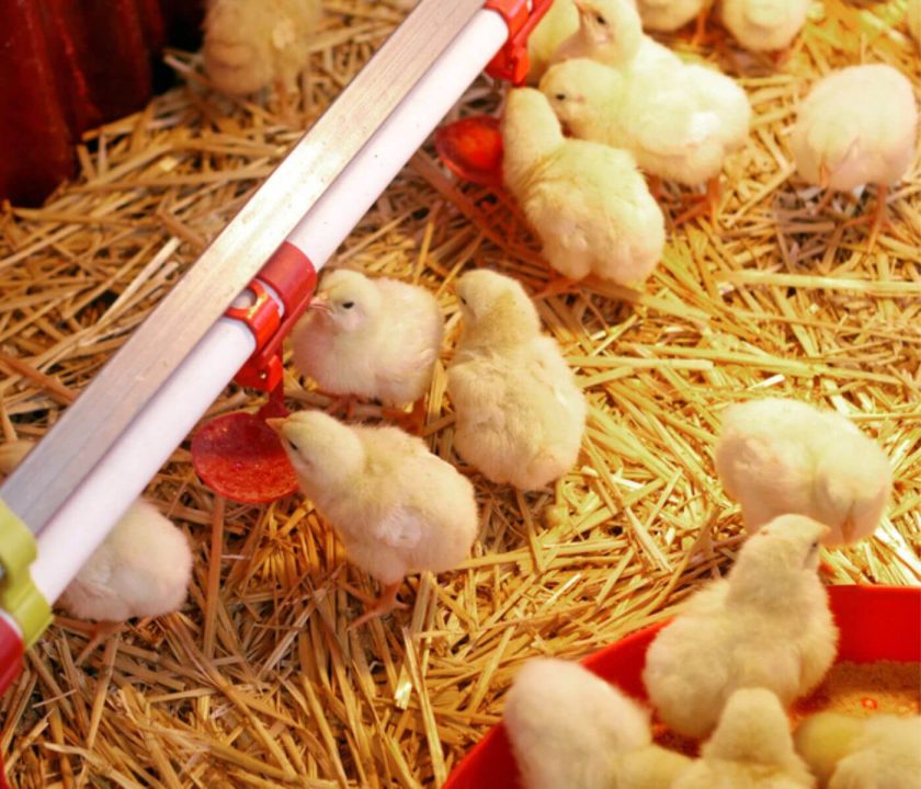 fattening of chickens-reception