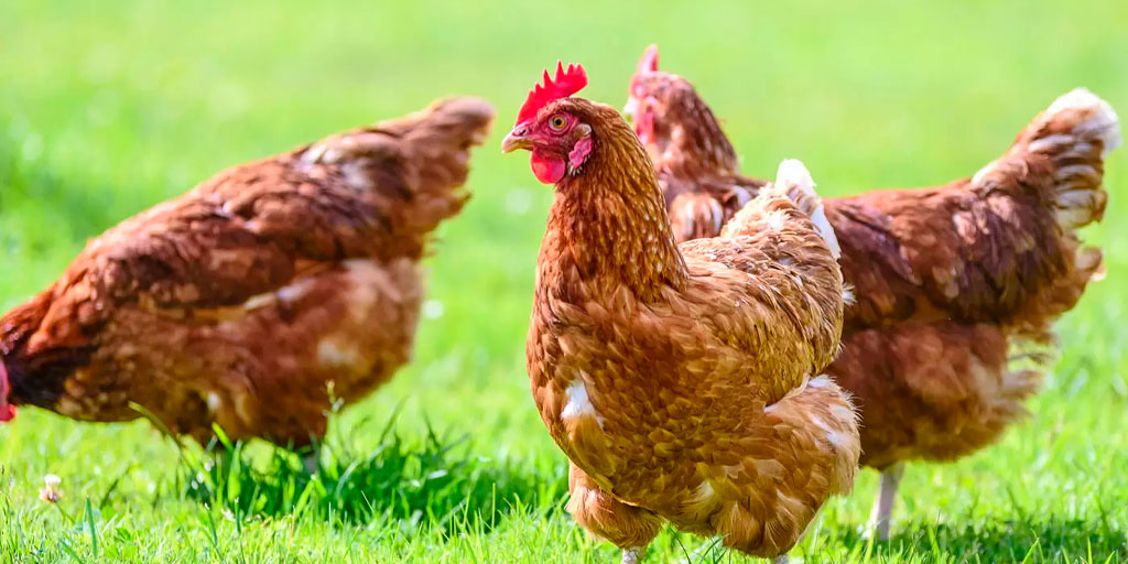 Oclusión Por nombre bota El bienestar de las gallinas ponedoras en revisión por el EFSA