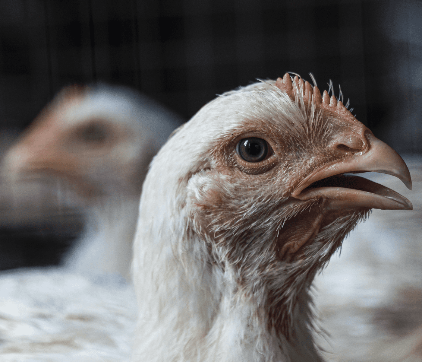 Argentina suspende exportaciones avícolas: Tras confirmar Influenza Aviar en aves de corral