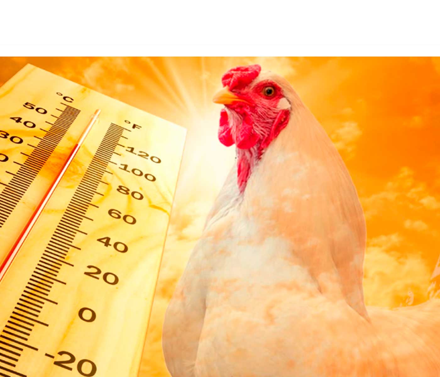 Estrés térmico y su efecto  sobre la salud hepática en pollos