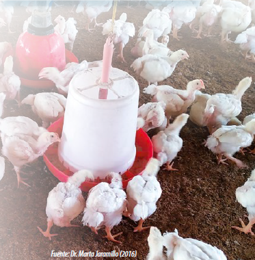 Taninos condensados y micotoxinas en sorgos genotípicamente pardos: Un nuevo reto a superar en la producción avícola