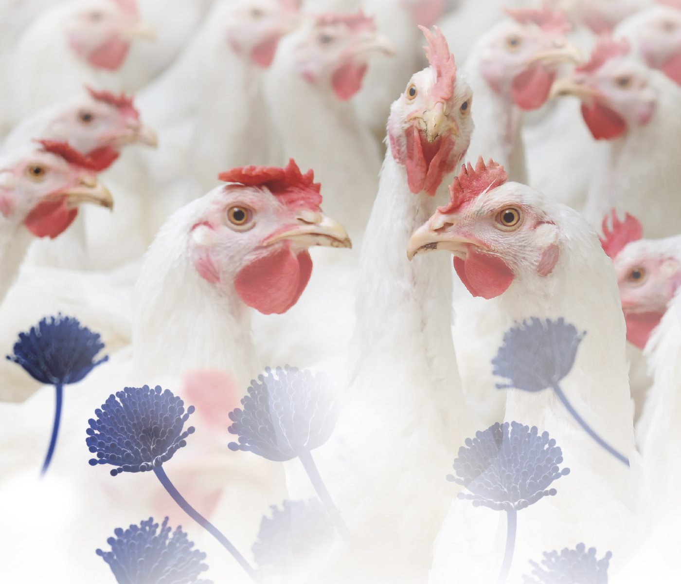 Trascendencia de las micotoxinas en la producción de pollos de engorde
