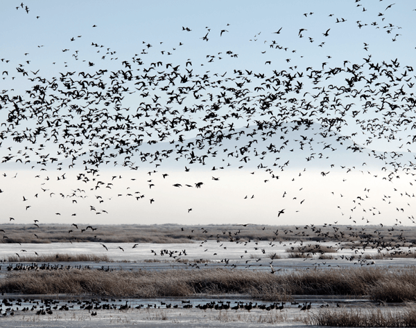 aves migratórias levam influenza aviária