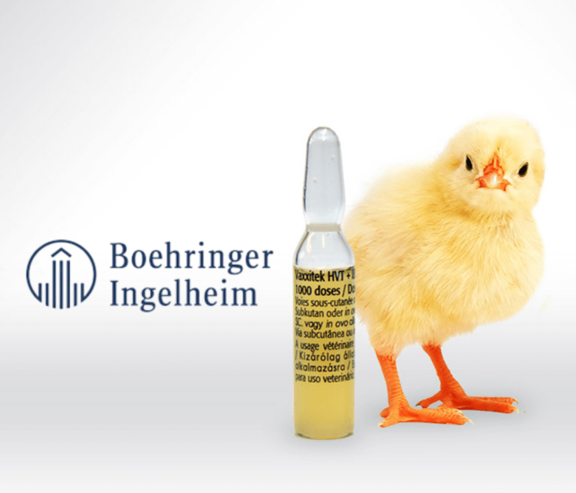 Boehringer Ingelheim confirma presença no Simpósio Brasil Sul de Avicultura com foco em vacinas