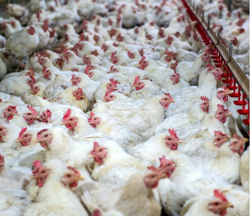 MINAGRI e industria avícola chilena realizan balance y toman medidas frente a la Influenza Aviar