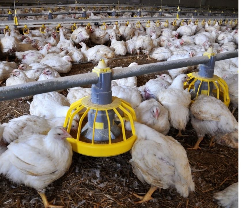 Colombia descarta brotes de Influenza Aviar en la avicultura comercial
