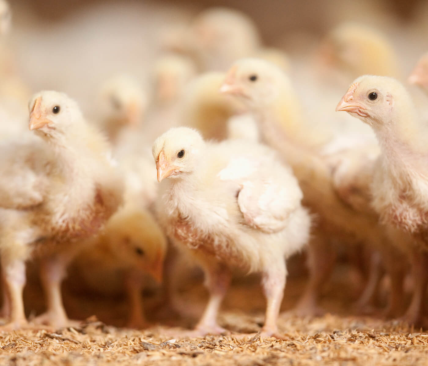 From farm to fork: The importance animal welfare and sustainability