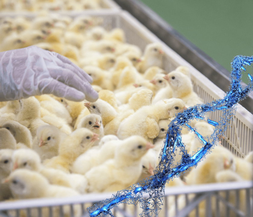 Exportações de genética avícola crescem 93,7%