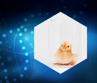 Iamgen Revista Research highlights: International Poultry Scientific Forum 2023